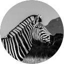 Pieter profile picture