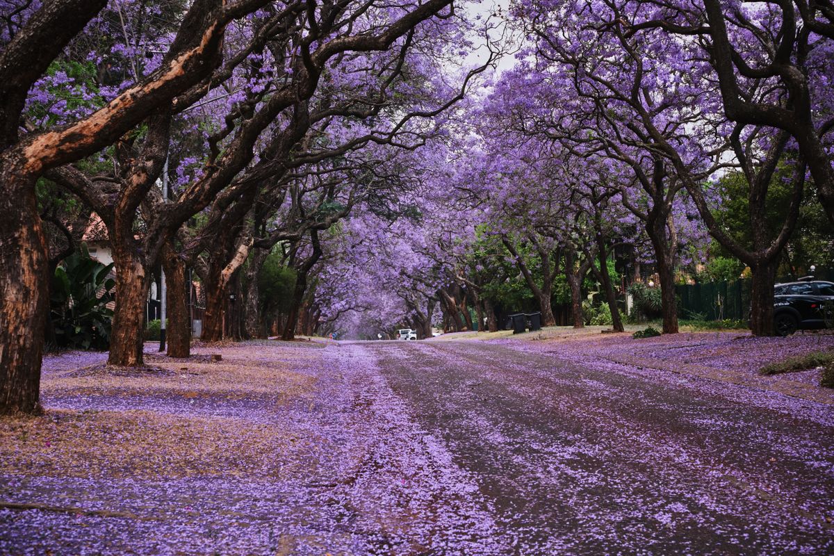 Jacaranda-lined road in Pretoria Purple jacaranda trees lining a quiet road in Pretoria